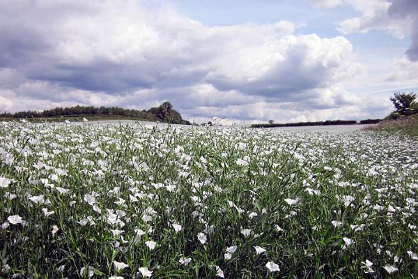 4. Field of flax.JPG -                                